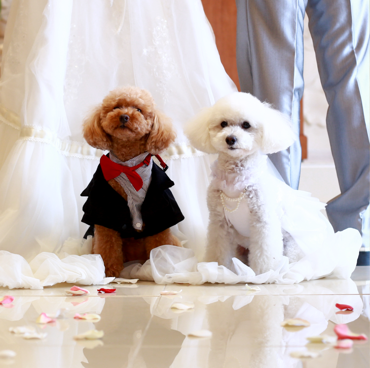 ペットと挙げる結婚式プラン